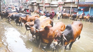 টানা বৃষ্টি ও ঝড়ে ডুবল ঢাকা, পশুর হাট ও ঈদযাত্রায় চরম ভোগান্তি